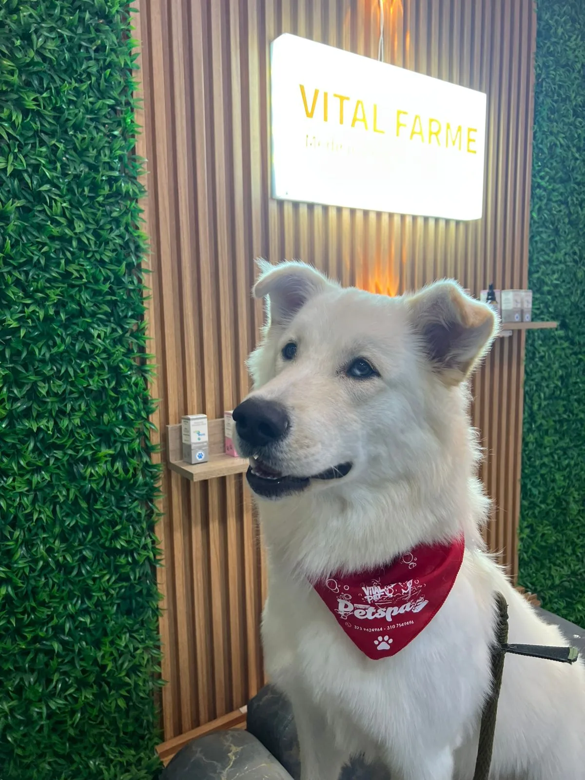 Perro blanco con pañoleta roja frente al aviso de Vital Farme y la estantería de homeopáticos