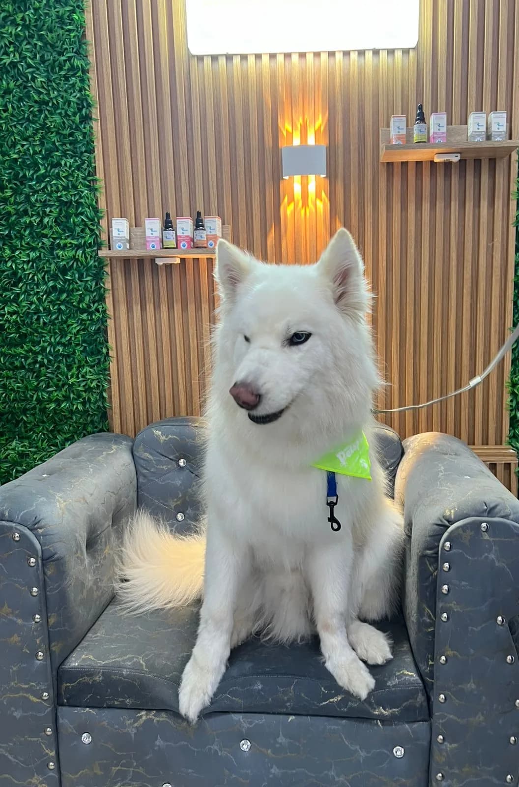 Perro blanco tipo samoyedo en el sofá de recepción, frente a los productos homeopáticos