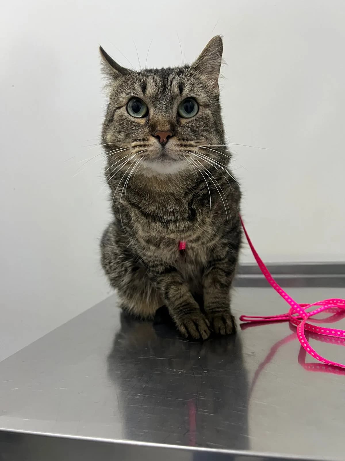 Gato atigrado sentado sobre la mesa de acero del consultorio veterinario de Mr. Vital Pet